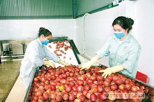 Thêm động lực cho các DN, HTX đầu tư chế biến, bảo quản nông sản