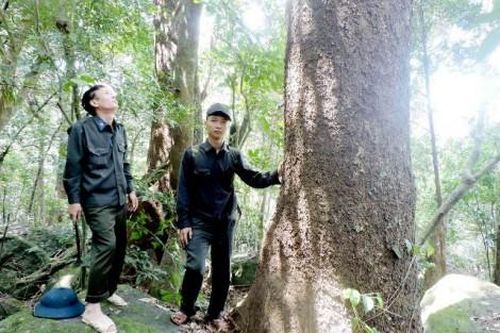 Kinh tế Giao rừng cho dân quản lý: Hiệu quả nhưng còn nhiều bất cập