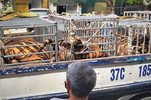 Phát hiện 17 con hổ trong nhà dân