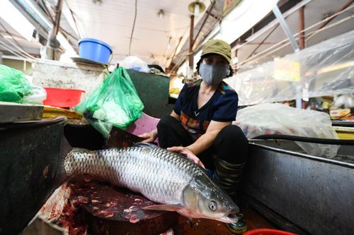 Tiểu thương xin sơ chế xong cá khi chợ Linh Lang bị phong tỏa