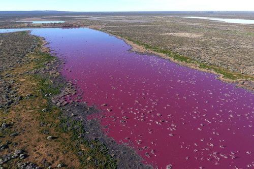 Hồ nước ở Argentina chuyển sang màu hồng