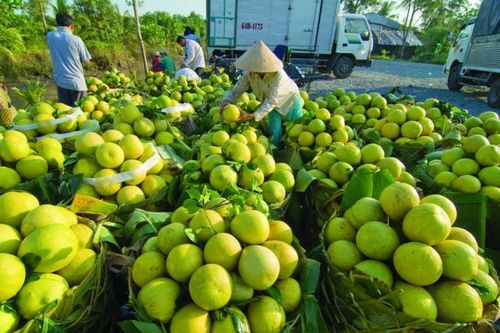 Sóc Trăng kêu gọi các địa phương 'giải cứu' hàng vạn tấn nông sản