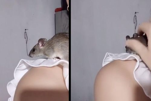 Cô gái khiến nhiều người 'hoang mang tột độ' khi nuôi chuột đồng như thú cưng