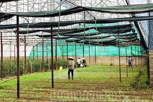 Phát triển mô hình sản xuất nông nghiệp tổng hợp
