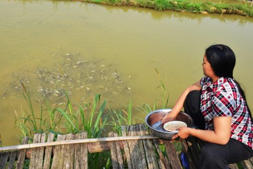 Bản Mế nâng cao thu nhập cho người dân