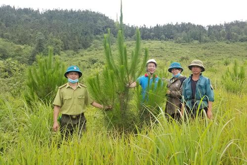 Chú trọng trồng rừng thay thế