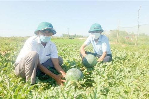 Hiệu quả chuyển đổi đất lúa thiếu nước sang các loại cây trồng cạn