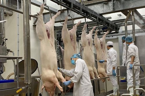 Doanh nghiệp chăn nuôi thời COVID-19: Kẻ cười, người khóc