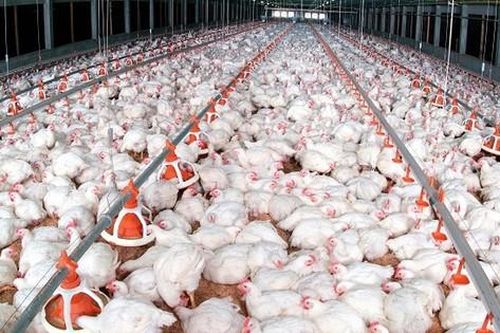 Tết năm nay, dự báo khủng hoảng thiếu thịt gà
