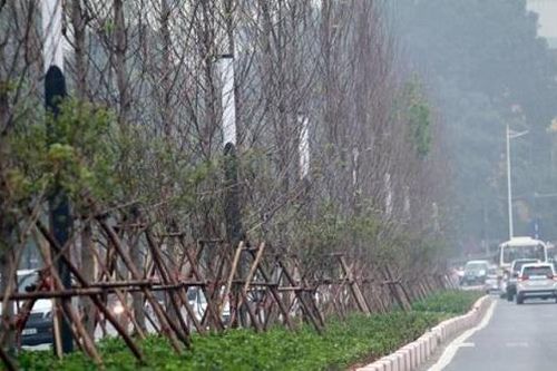 Ban Duy tu Sở Xây dựng Hà Nội có trách nhiệm như thế nào vụ nâng khống giá cây xanh?