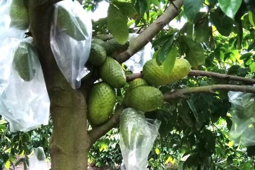 Hàng loạt trái cây đặc sản ở đồng bằng sông Cửu Long khó tiêu thụ, dội hàng, rớt giá