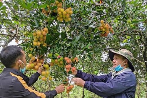 Dân khắc khoải chờ thương lái, doanh nghiệp