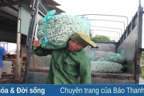 COVID-19 khiến người nuôi ngao Hậu Lộc lao đao