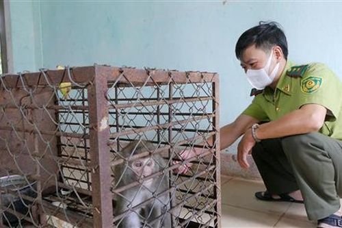 Đã bắt được cá thể khỉ hoang ở Phường 3, thành phố Đông Hà