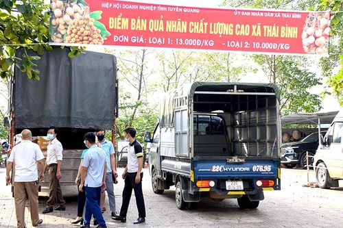 Hiệp hội Doanh nghiệp tỉnh hỗ trợ tiêu thụ nhãn Thái Bình