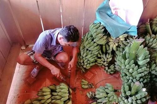 Người dân Trà Leng thu hoạch nông sản ủng hộ nhân dân TPHCM