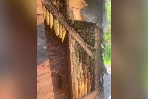Đàn ong 450.000 con sống trong tường nhà dân suốt 35 năm