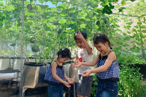 Những vườn rau trên sân thượng