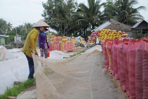 Kiến nghị nhiều giải pháp gỡ khó trong sản xuất nông nghiệp ở các tỉnh phía Nam