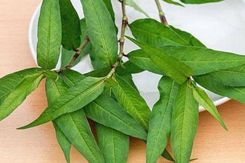 Rau răm ở Việt Nam 2.000 đồng/mớ, sang nước ngoài 250.000 đồng/mớ, còn phải chờ 6-10 ngày mới đến lượt mua