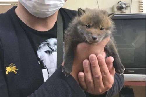 Nhặt 'cún' cưng ven đường về nuôi rồi hàng ngày đăng mạng xã hội, vài tháng sau chàng trai phát hiện sự thật gây choáng