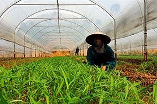 Sản xuất rau hữu cơ: Hướng đi bền vững của Hợp tác xã Nông sản Hữu LũngTin khácTruyền nhiệt huyết giữ gìn di sản then cho thế hệ trẻPhát huy vai trò công tác tuyên giáo, tạo đồng thuận xã hội