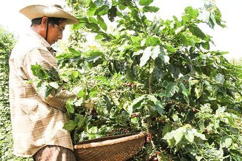 Hướng Hóa tập trung đầu tư vào lĩnh vực nông nghiệp, nông thôn