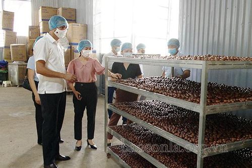Đồng chí Phó chủ tịch UBND tỉnh kiểm tra công tác tiêu thụ nông sản