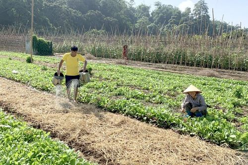 Điều chỉnh sản xuất nông nghiệp thích ứng với tình hình mới