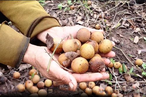 Trái cây miền Tây ùn ứ: 'Giá nào cũng bán, không bán đổ cho cá ăn còn chết hơn'