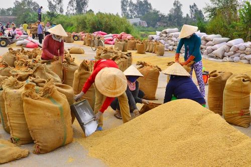 Rà soát kế hoạch sản xuất, tiêu thụ nông sản trong điều kiện dịch COVID-19