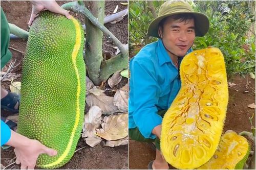 Bổ quả mít 'siêu to khủng lồ', chàng trai khiến netizen 'cháy nước miếng'