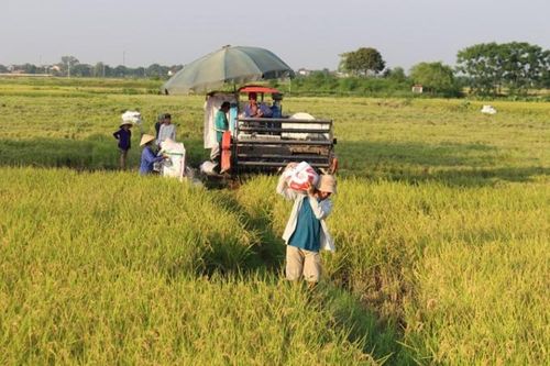 Đứt gãy chuỗi cung ứng, lúa gạo vụ Hè Thu đang có nguy cơ dư thừa rất lớn