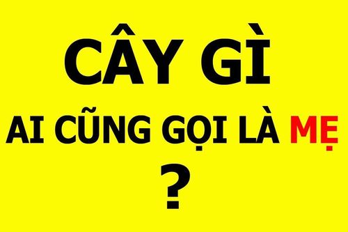 3 câu đố vui càng suy nghĩ càng 'hại não' nhưng ai cũng nghiện giải