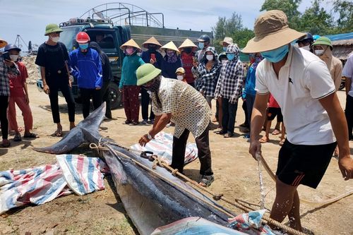 Phát hiện xác cá voi nặng hơn 700 kg trôi vào bờ biển Hà Tĩnh