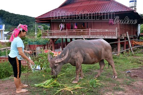 Đào tạo nghề cho lao động nông thôn ở Mường Nhé