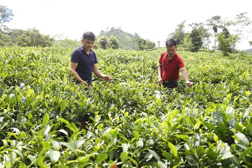 Đưa cây chè thành thế mạnh kinh tế ở Mường Hum
