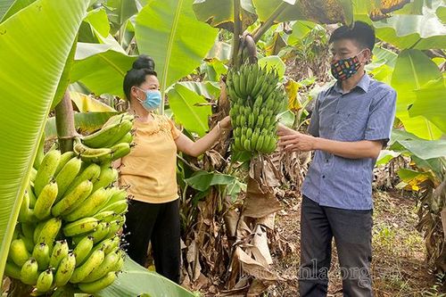 Thêm những mô hình sản xuất mới ở vùng ngoại ô Thành phố