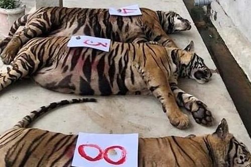Vụ 17 con hổ ở Nghệ An: Gia đình một công an xã nuôi 3 con