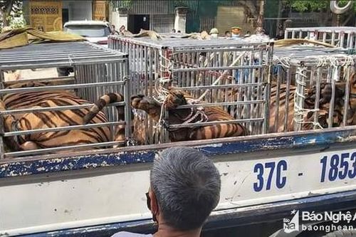 Công an Nghệ An thông tin về việc 8 con hổ chết chưa rõ nguyên nhân