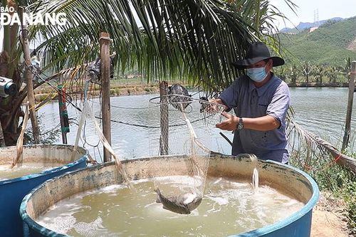 Nông dân tồn đọng 10 tấn cá dìa