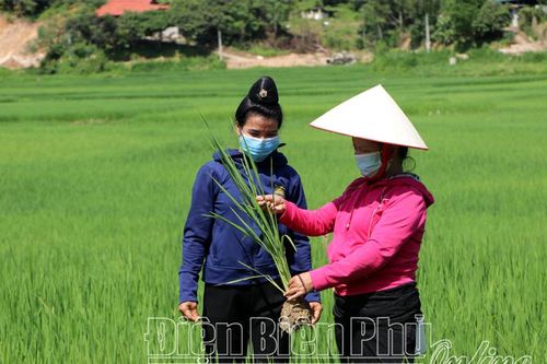 Nâng cao hiệu quả kinh tế đất trồng lúa