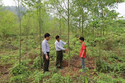 Thêm sinh kế cho đồng bào vùng cao
