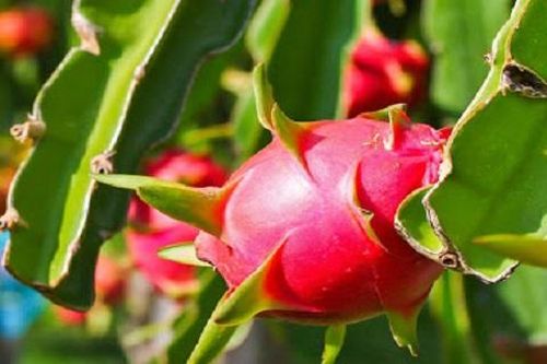 Nông sản Tây Nam Bộ được hỗ trợ tiêu thụ qua kênh bán lẻ