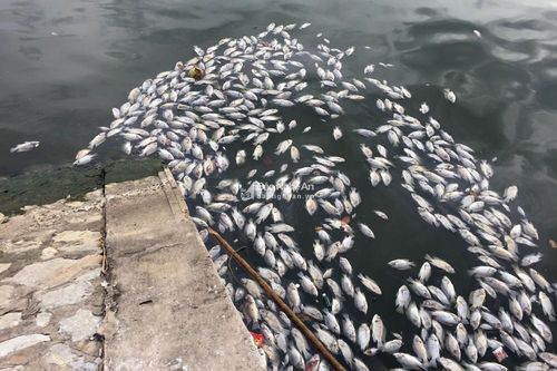 Hồ điều hòa thành phố Vinh nước đen ngòm, cá chết trắng