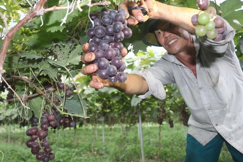Quy chế hoạt động BCĐ tổng kết việc thực hiện NQ TW về kinh tế tập thể