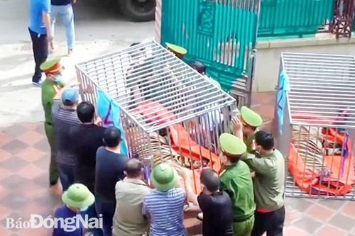 Nhiều rủi ro, nguy hiểm khi nuôi động vật hoang dã