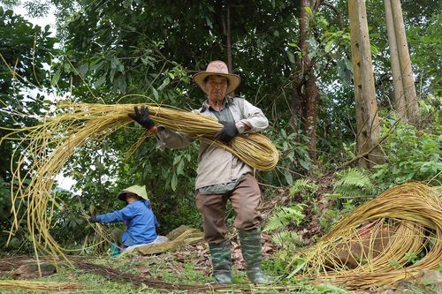 Theo chân 'thợ rừng' lấy cỏ dại