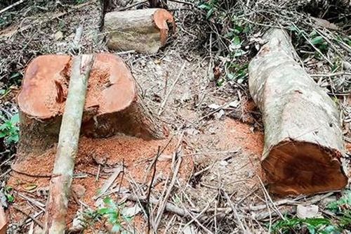 Vụ rừng đầu nguồn ở Gio Linh và Vĩnh Linh bị xâm hại: Sở Nông nghiệp và Phát triển nông thôn báo cáo UBND tỉnh kết quả xem xét, xử lý trách nhiệm các tổ chức và cá nhân liên quan