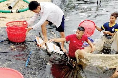 Kinh tế Nông nghiệp - Nông thôn Tôm nuôi được mùa